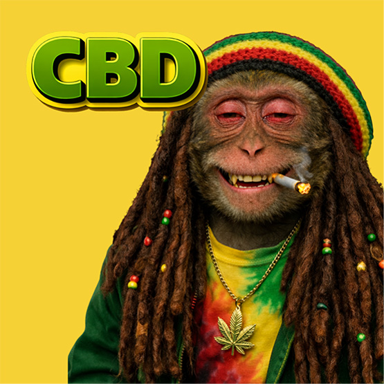 CBD-monkey
